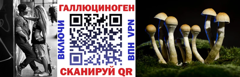 Псилоцибиновые грибы Psilocybe  Кондрово 